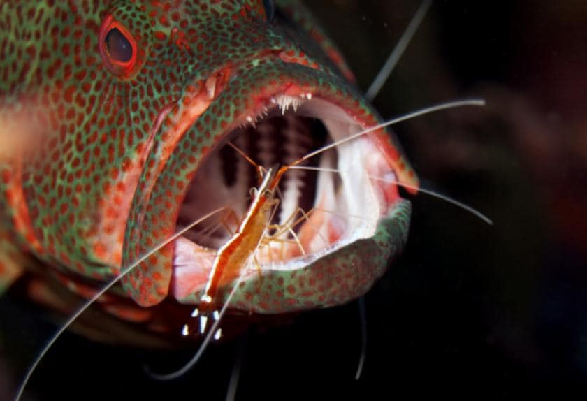 The Best Cleaner Shrimp for Saltwater Fish Tanks The Best Cleaner